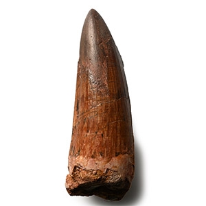 Large African T-Rex Fossil Dinosaur Tooth