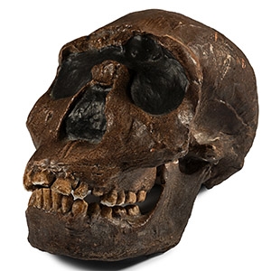 Stone Age Prehistoric Skull Replica