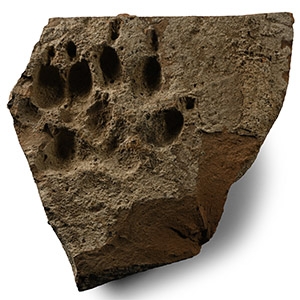 Roman Terracotta Brick with Pawprint of a Large Dog