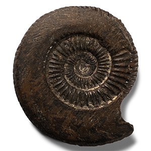 Cut and Polished Fossil Ammonite Half