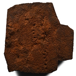 Mesoproterozoic String of Beads Fossil