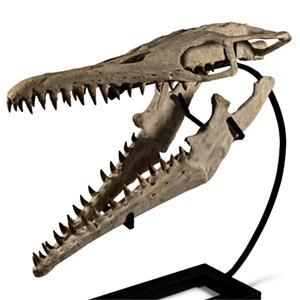 Mosasaur Marine Dinosaur Skull