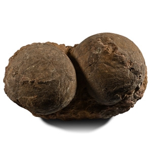 Fossil Hadrosaur Dinosaur Nest Egg Pair