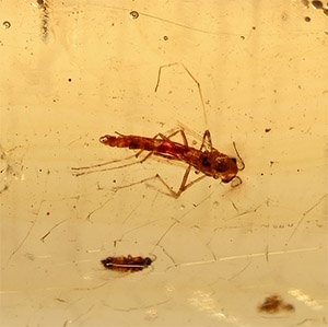 Insects in Copal