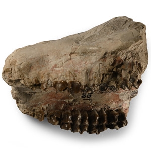 Fossil Oreodont Skull