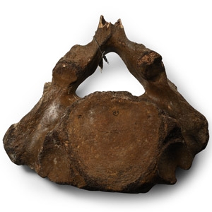 Fossil Woolly Mammoth Vertebra