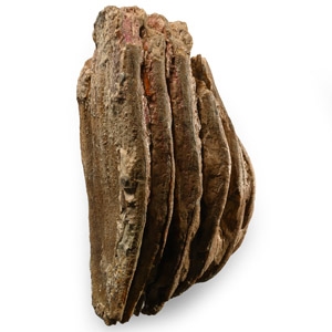 Fossil Woolly Mammoth Tooth Partial