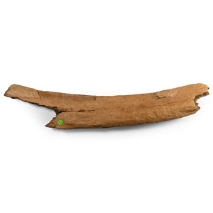 Fossil Woolly Mammoth Rib Bone Section