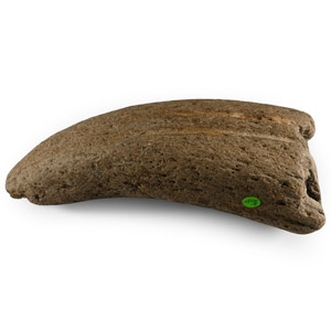 Fossil Bos Species Fossil Horn Core