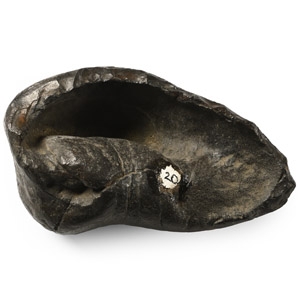 Fossil Whale Ear Bone