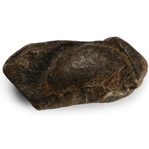 Fossil Whale Ear Bone