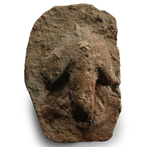 Fossil Dinosaur Foot Print