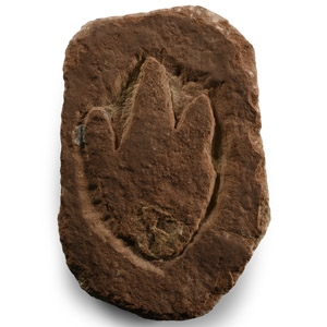 Atreipus Foot Print of a Dinosaur