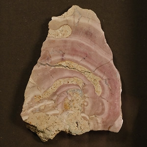 Framed Cut and Polished Stromatolite Beetroot Stone Specimen