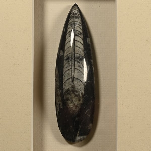 Framed Polished Fossil Orthoceras Specimen