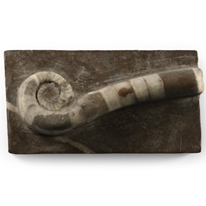 Fossil Lituites on Matrix