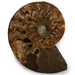 Cut and Polished Fossil Ammonite