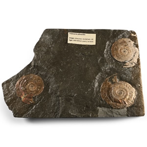 Fossil Psiloceras Ammonites in Matrix