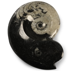Polished Fossil Goniatite Ammonite