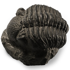 Large Fossil Trilobite on Matrix