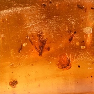 Polished Copal Specimen with Spiders and Flies