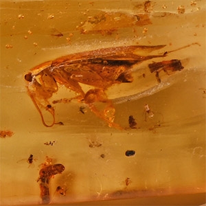 Polished Copal Specimen with a Large Fly and Termites