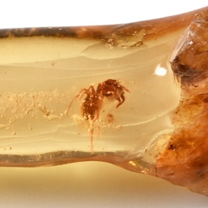 Polished Copal Specimen with Spider and Termites