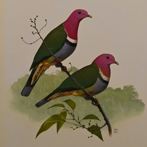 Pigeons and Doves: A Guide to the Pigeons and Doves of the World