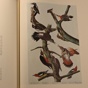 The Original Watercolor Paintings by John James Audubon for The Birds of America - 2 Volumes
