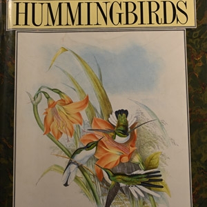 John Goulds Hummingbirds