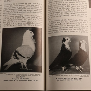 Book - The Pigeon