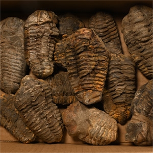 Fossil Flexicalymene Trilobite Collection