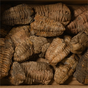 Fossil Flexicalymene Trilobite Group