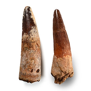Large Spinosaurus Fossil Dinosaur Tooth Group