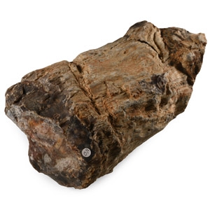 Large Fossil Tree Trunk Section