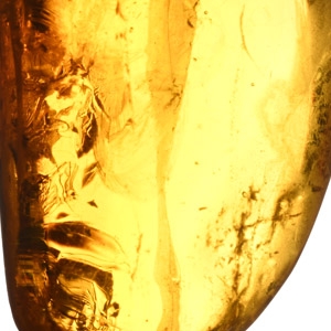 Polished Baltic Amber with Insect Inclusion