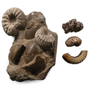 Fossil and Mineral Collection
