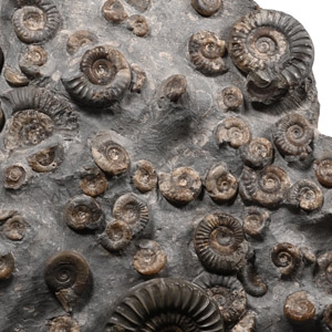 Fossil Ammonite Cluster on Matrix
