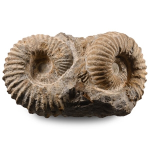 Double Agadir Fossil Ammonite