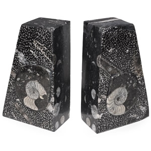 Polished Fossil Goniatite Ammonite Bookend Pair