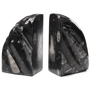 Polished Fossil Orthoceras Bookend Pair