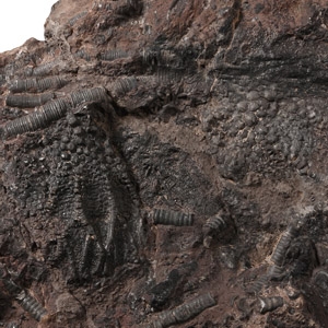 Fossil Crinoid Plate