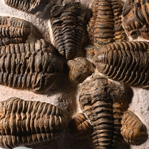 Fossil Flexycalymene Trilobite Cluster