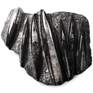Polished Fossil Orthoceras Plate