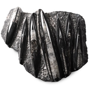 Polished Fossil Orthoceras Plate