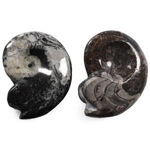 Polished Fossil Goniatite Group