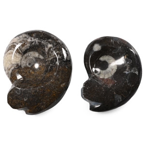 Polished Fossil Goniatite Pair