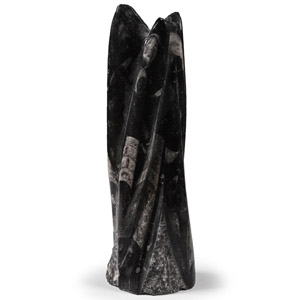 Polished Fossil Orthoceras Column