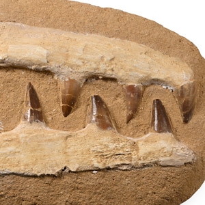 Composite Mosasaur Marine Dinosaur Tooth Matrix