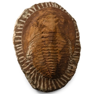 Fossil Cambropallas Trilobite Plate